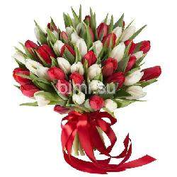 Букет из 49 бело-красных тюльпанов